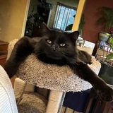 Entry image for Mando