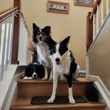 Entry image for Dallas, Lexi & Winter