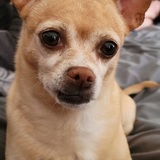 Entry image for Cookie