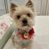 Entry image for Isabel “Izzy”