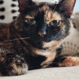 Entry image for Cali