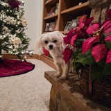 Entry image for Iris 