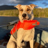 Entry image for Moose