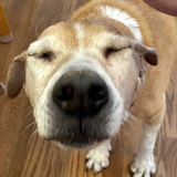 Entry image for Brandy