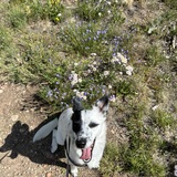 Entry image for Cici (Spot)