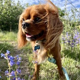 Entry image for Kipper