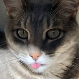 Entry image for Finn