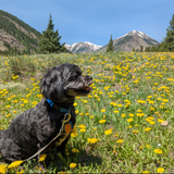 Entry image for Trebek