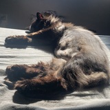 Entry image for Leeloo