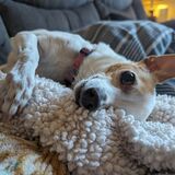 Entry image for Piggy