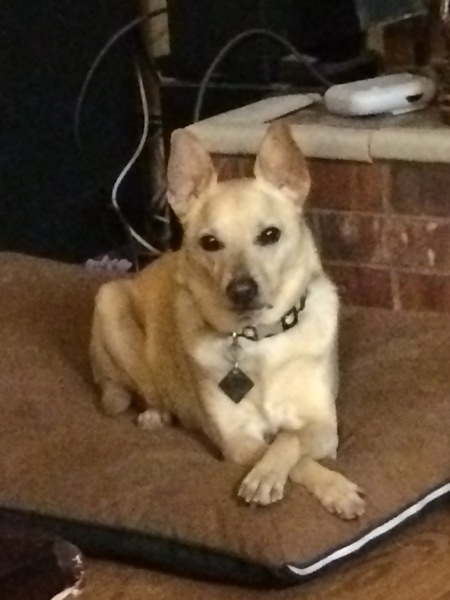 Entry image for Brody. Clicking this image will show a larger photo