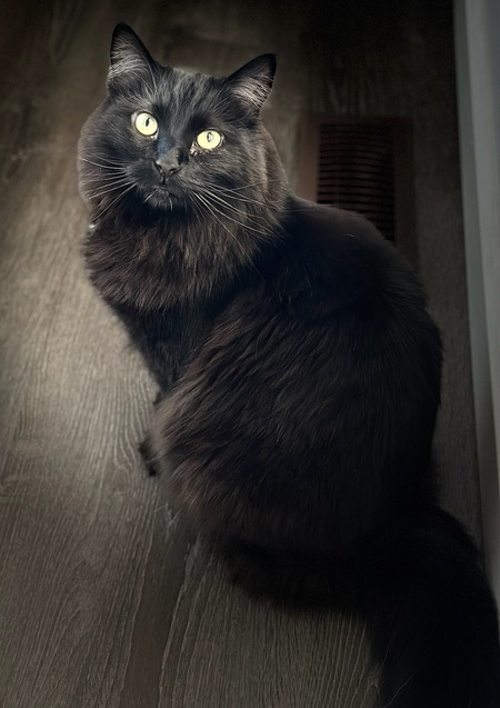 Entry image for Pippin. Clicking this image will show a larger photo