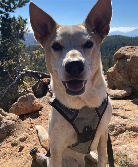 Entry image for Trevor . Clicking this image will show a larger photo