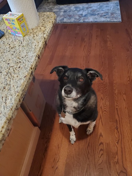 Entry image for Bowie. Clicking this image will show a larger photo