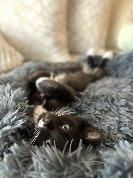 Entry image for Miles. Clicking this image will show a larger photo