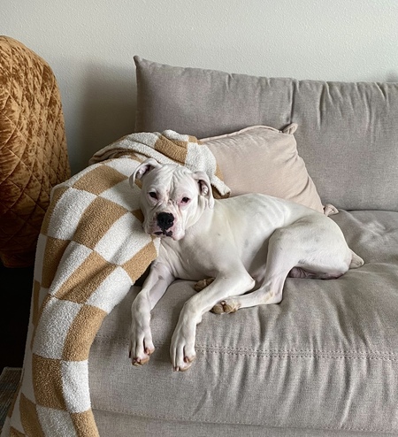 Entry image for Gracie . Clicking this image will show a larger photo