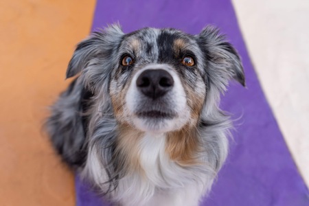 Entry image for Luna. Clicking this image will show a larger photo