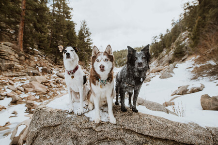 Entry image for Porter, Jäger & Ghost (DFL alumni) . Clicking this image will show a larger photo