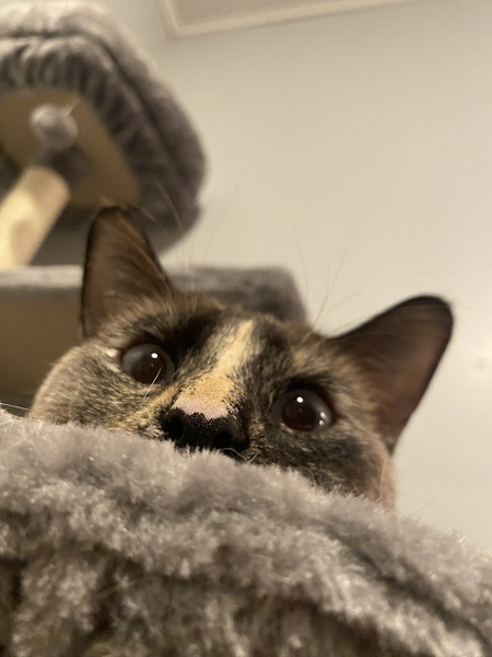 Entry image for Stormy. Clicking this image will show a larger photo