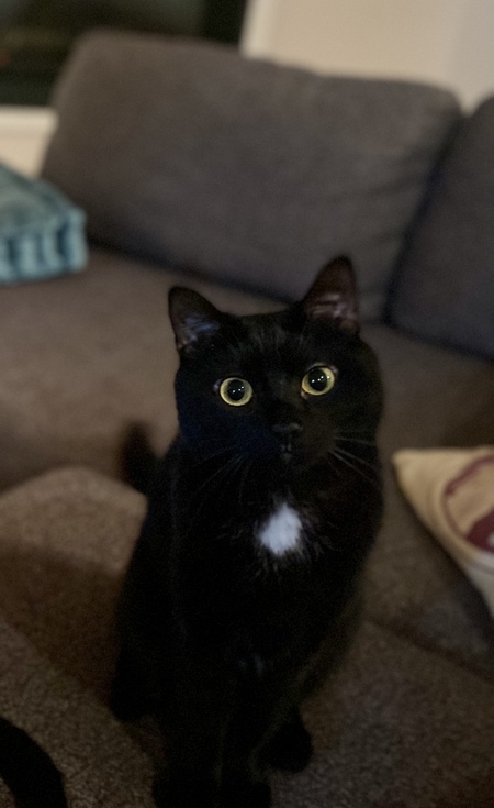 Entry image for Mini Muffin. Clicking this image will show a larger photo