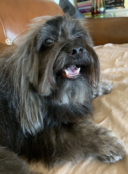 Entry image for Finnian . Clicking this image will show a larger photo