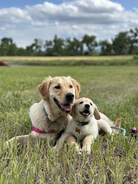 Entry image for Wrigley and Callie. Clicking this image will show a larger photo