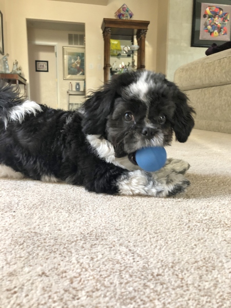 Entry image for Teddy. Clicking this image will show a larger photo