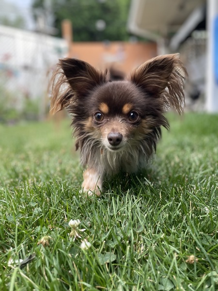 Entry image for Chewie. Clicking this image will show a larger photo