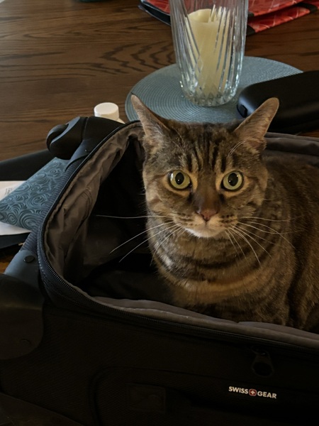 Entry image for Sophie. Clicking this image will show a larger photo