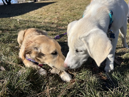 Entry image for Taffy and Cosmo. Clicking this image will show a larger photo