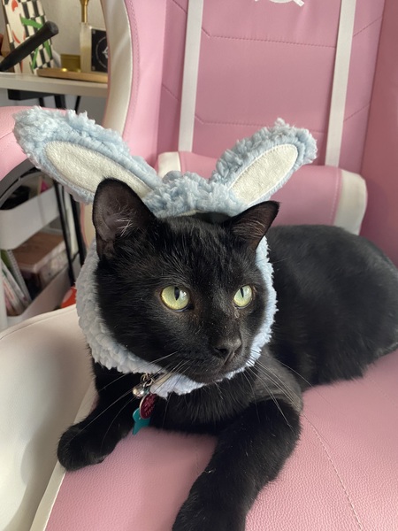 Entry image for Monty. Clicking this image will show a larger photo