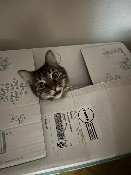 Entry image for Sophia. Clicking this image will show a larger photo