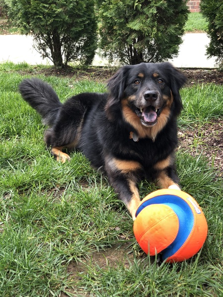 Entry image for Puffer. Clicking this image will show a larger photo