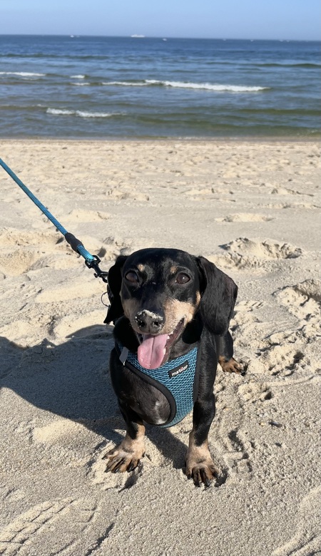 Entry image for Riley. Clicking this image will show a larger photo