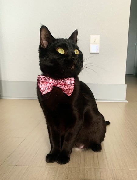 Entry image for Raven. Clicking this image will show a larger photo