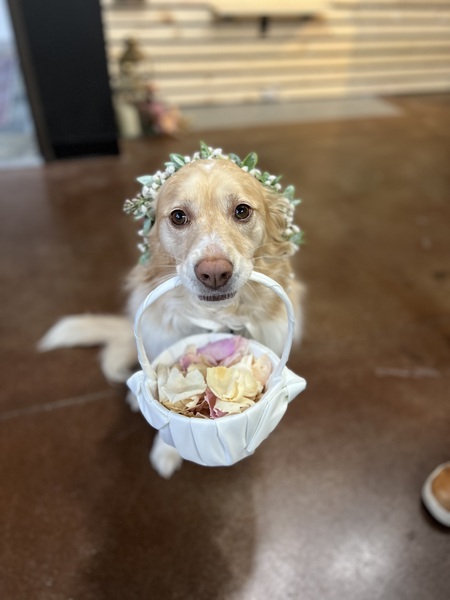 Entry image for Tilly. Clicking this image will show a larger photo