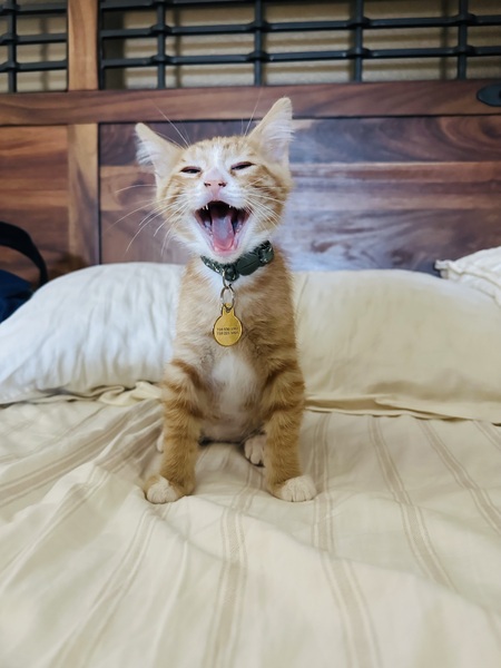 Entry image for Bo. Clicking this image will show a larger photo