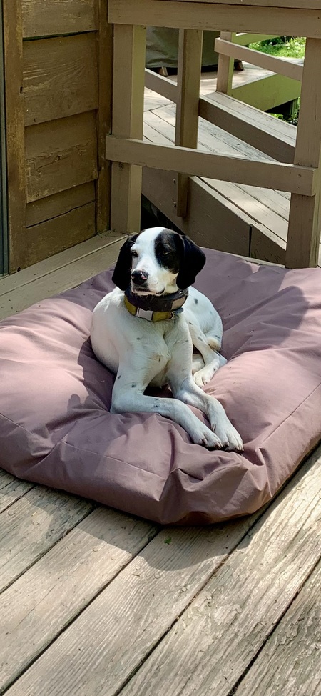 Entry image for Arlo. Clicking this image will show a larger photo