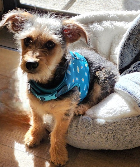 Entry image for Dakota. Clicking this image will show a larger photo