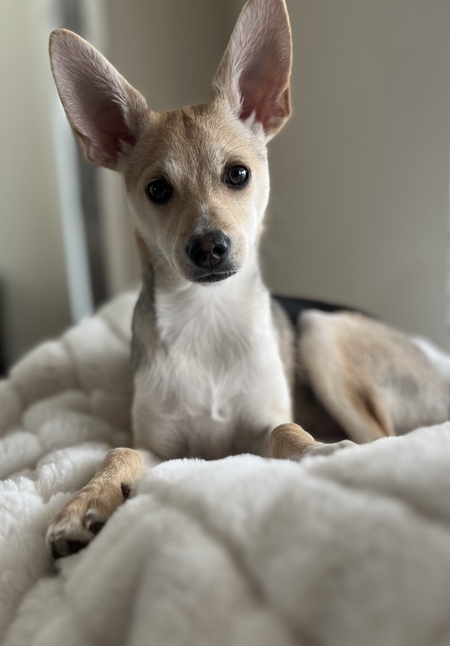 Entry image for Luna . Clicking this image will show a larger photo