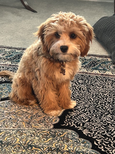 Entry image for Bella . Clicking this image will show a larger photo