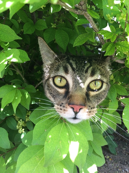 Entry image for Dallas. Clicking this image will show a larger photo