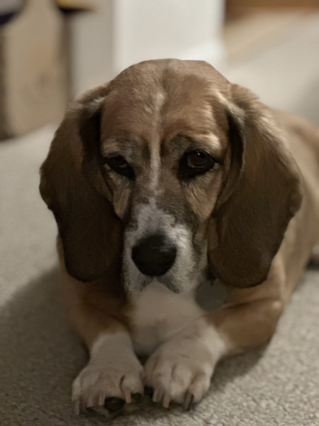 Entry image for Timmer. Clicking this image will show a larger photo