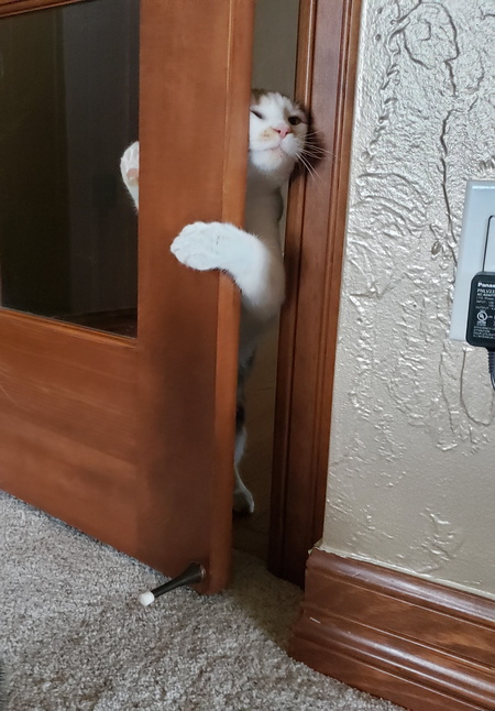 Entry image for Evie. Clicking this image will show a larger photo