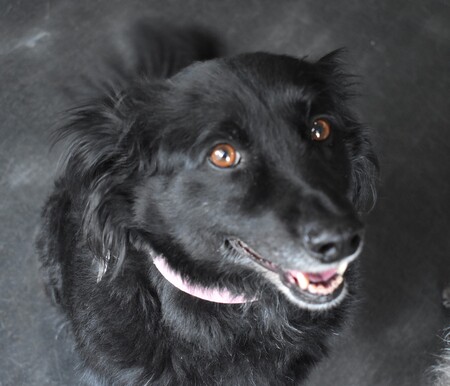 Entry image for Willow. Clicking this image will show a larger photo