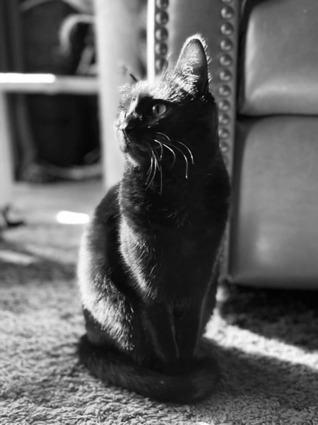 Entry image for Salem. Clicking this image will show a larger photo