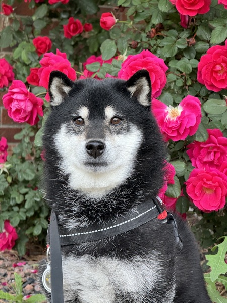 Entry image for Ike. Clicking this image will show a larger photo