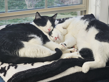 Entry image for Magni and Modi. Clicking this image will show a larger photo