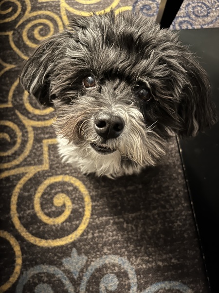 Entry image for Lilly. Clicking this image will show a larger photo