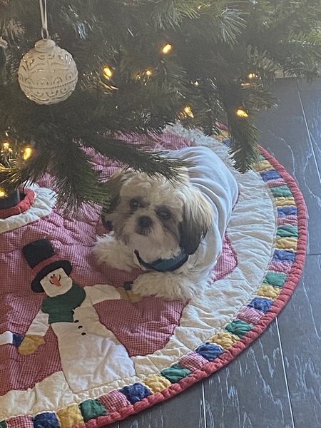 Entry image for Tinker. Clicking this image will show a larger photo